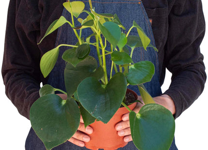 Peperomia 'Raindrop'