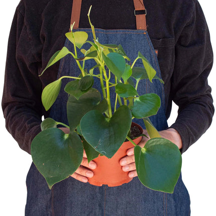 Peperomia 'Raindrop' | Live Plant for Indoor & Outdoor | House Plant Decor