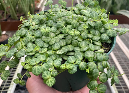 Peperomia Prostrata 'String of Turtles'