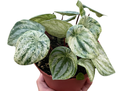 Peperomia 'Watermelon Variegated'