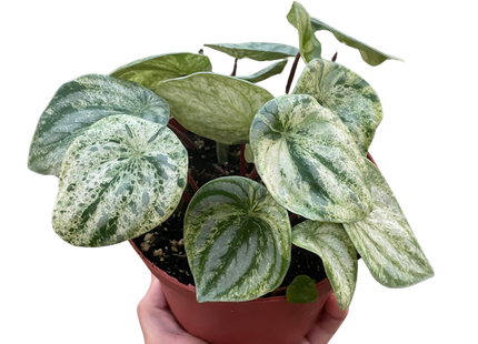 Peperomia 'Watermelon Variegated'