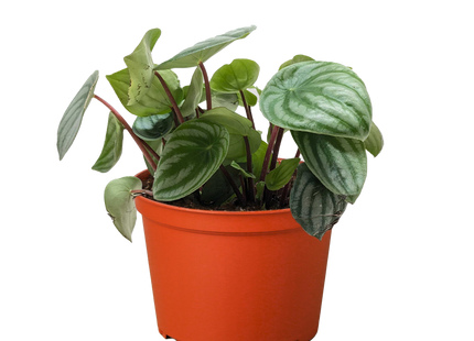 Peperomia Watermelon