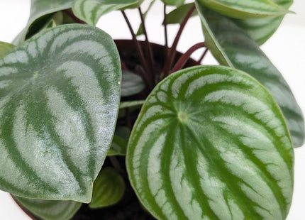 Peperomia Watermelon