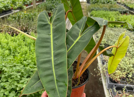 Philodendron 'Billietiae'