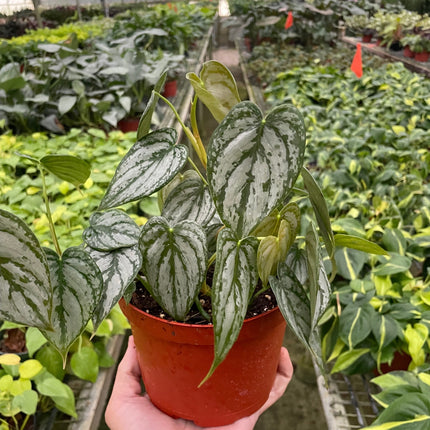 Philodendron 'Brandi'
