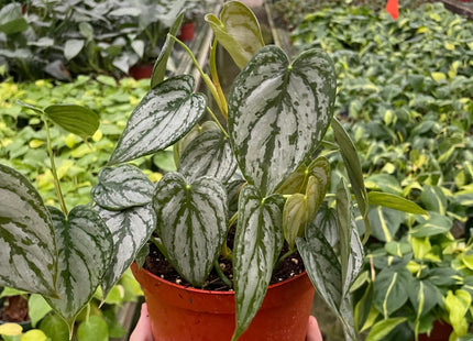 Philodendron 'Brandi'