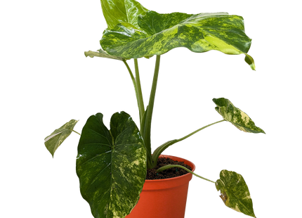 Philodendron Burle Marx Albo