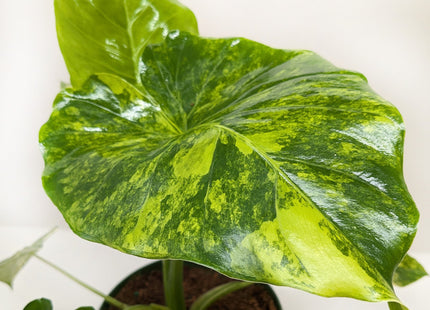 Philodendron Burle Marx Albo