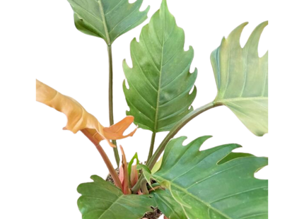 Philodendron Caramel Pluto