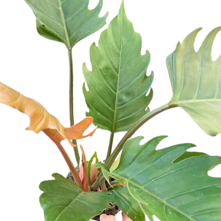 Philodendron Caramel Pluto