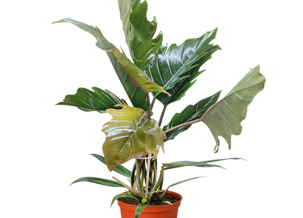 Philodendron Choco Empress