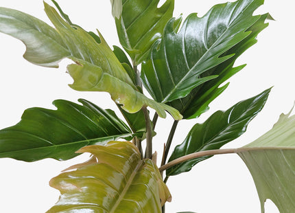 Philodendron Choco Empress