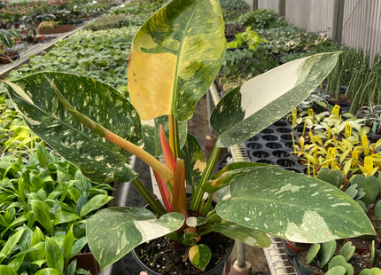 Philodendron 'Congo Green Variegated'