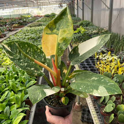 Philodendron 'Congo Green Variegated'