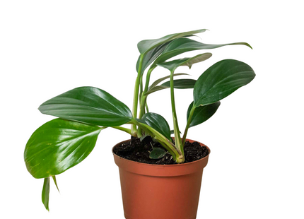Philodendron 'Dragon Tail'