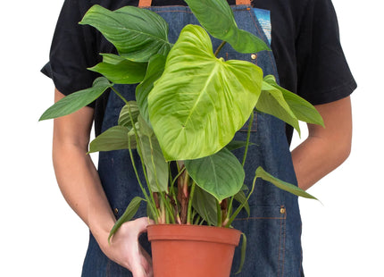 Philodendron 'Fuzzy Petiole'