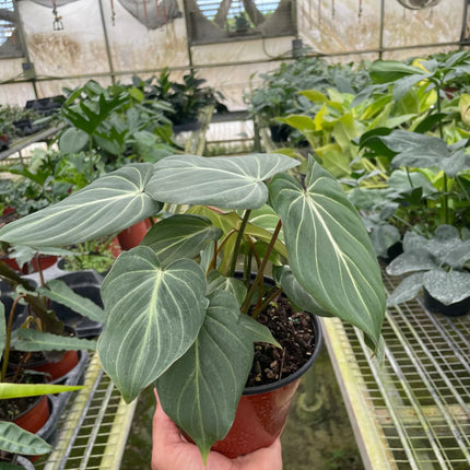 Philodendron Gloriosum 'Zebra'