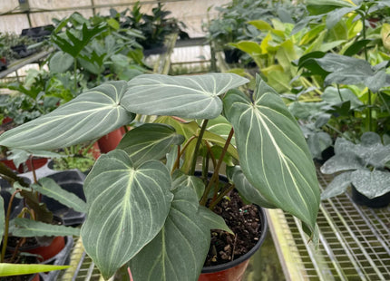 Philodendron Gloriosum