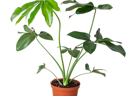 Philodendron 'Goeldii'