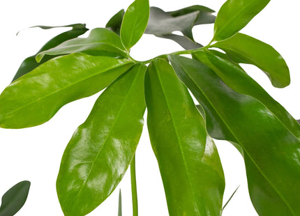 Philodendron 'Goeldii'