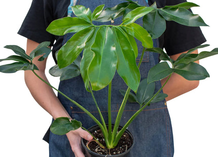 Philodendron 'Goeldii'