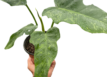 Philodendron 'Golden Dragon'