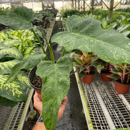 Philodendron 'Golden Dragon'