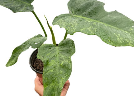 Philodendron 'Golden Dragon'