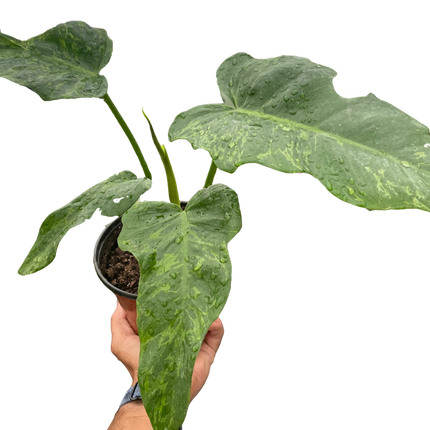 Philodendron 'Golden Dragon'