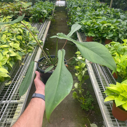 Philodendron 'Joepii'