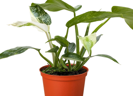 Philodendron Jose Bueno