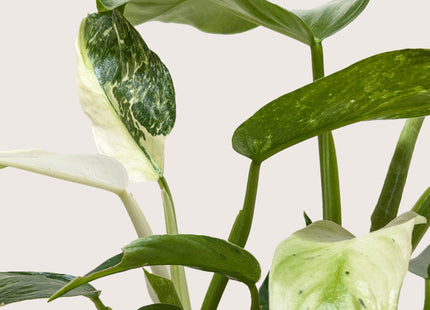 Philodendron Jose Bueno