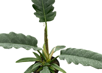 Philodendron 'Jungle Boogie'