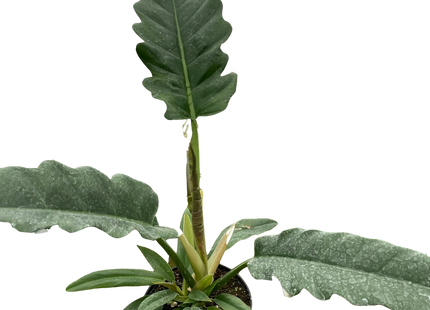 Philodendron 'Jungle Boogie'