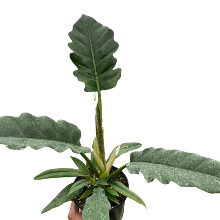 Philodendron 'Jungle Boogie'