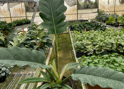 Philodendron 'Jungle Boogie'