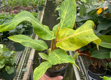 Philodendron 'Orange Marmalade'