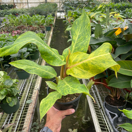 Philodendron 'Orange Marmalade'