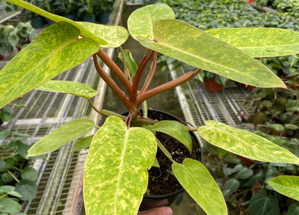 Philodendron 'Painted Lady'