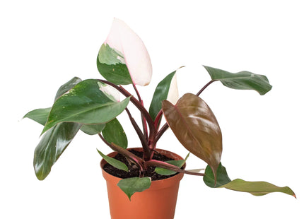 Philodendron 'Pink Princess'