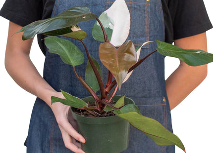 Philodendron 'Pink Princess'