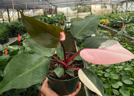 Philodendron 'Pink Princess'