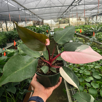 Philodendron 'Pink Princess' | Live Plant for Indoor & Outdoor | House Plant Decor