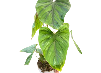 Philodendron PlowManii