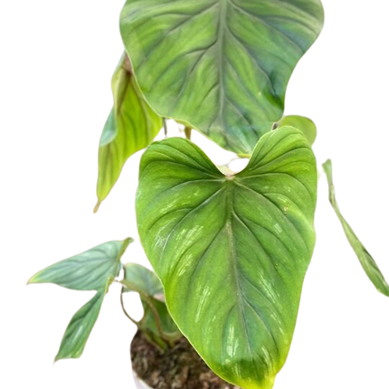 Philodendron PlowManii