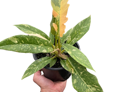 Philodendron Ring of Fire Variegated