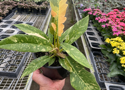 Philodendron Ring of Fire Variegated