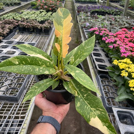 Philodendron Ring of Fire Variegated