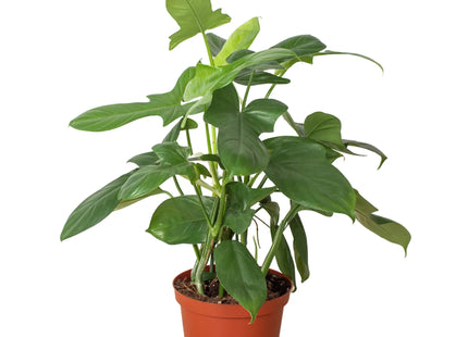 Philodendron 'Silver Sword'