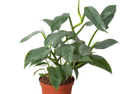 Philodendron 'Silver Sword'